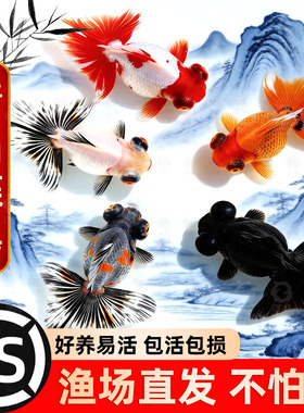 蝶尾金鱼活鱼观赏鱼小型淡水好养冷水鱼锦鲤泰狮子头兰寿草金鱼苗