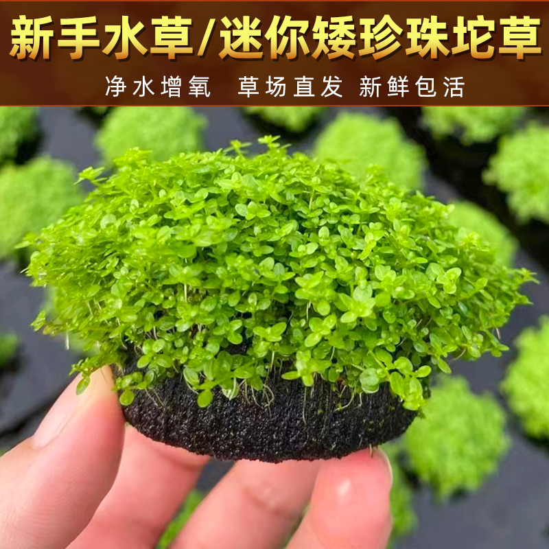 鱼缸懒人造景前景真水草爬地矮珍珠坨迷你阴性活体无需底沙趴地陀