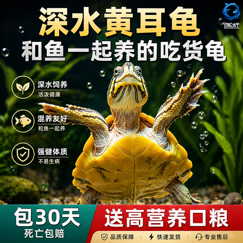 深水乌龟黄耳龟鱼缸混养宠物小乌龟活物吃粪龟冷水新手好养观赏龟