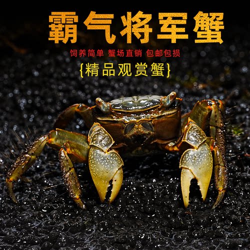 将军蟹活体淡水观赏蟹虾水陆招潮蟹迷你蟹蝴深水蝶蟹豹点蟹樱桃蟹
