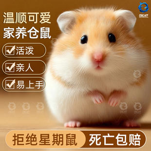 家养金丝熊小仓鼠活物鼠类宠物萌宠可爱一公一母紫仓布丁银狐奶茶