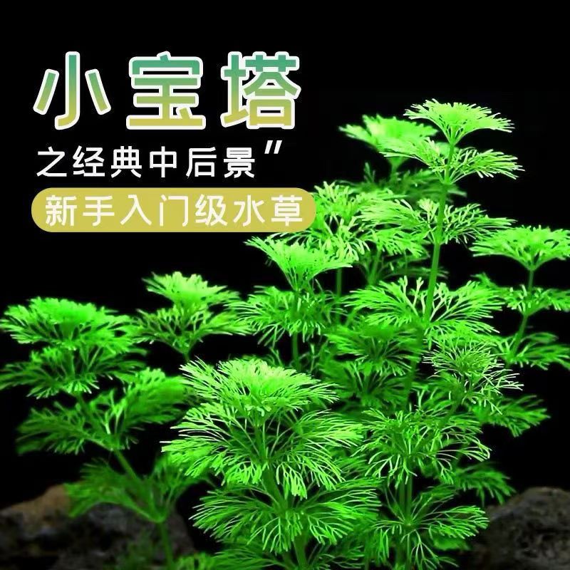 小宝塔坨草水草鱼缸草缸造景植物真草活阴性新手懒人增氧后景好养