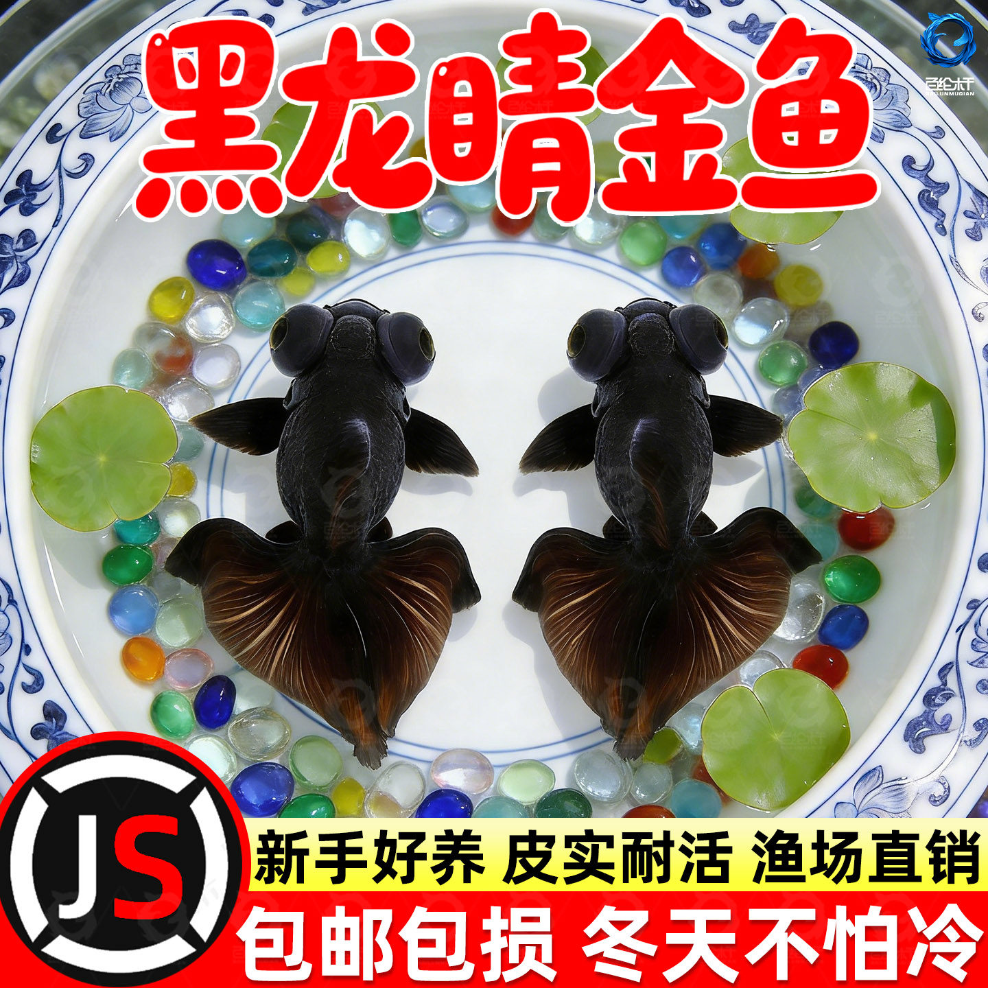 金鱼活体黑龙睛观赏鱼活体鱼缸冷水鱼金鱼苗好养耐活小型宠物鱼,宠物/宠物食品及用品,其它水族宠物,淘宝优惠券,粉丝福利购,淘宝优惠卷