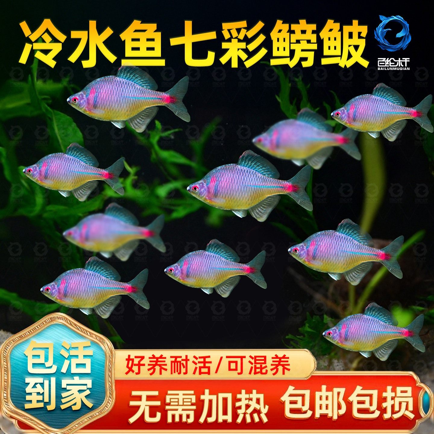 七彩鳑鲏原生旁皮鱼菜板鱼除丝藻鱼原生鱼新手鱼冷水鱼观赏鱼包邮,宠物/宠物食品及用品,其它水族宠物,淘宝优惠券,粉丝福利购,淘宝优惠卷