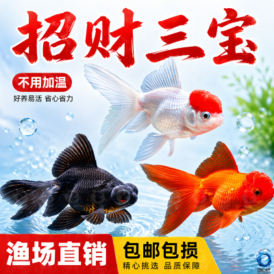 鸿运当头金鱼狮子头活体打氧观赏鱼冷水鱼淡水鱼丹顶红不加温好养