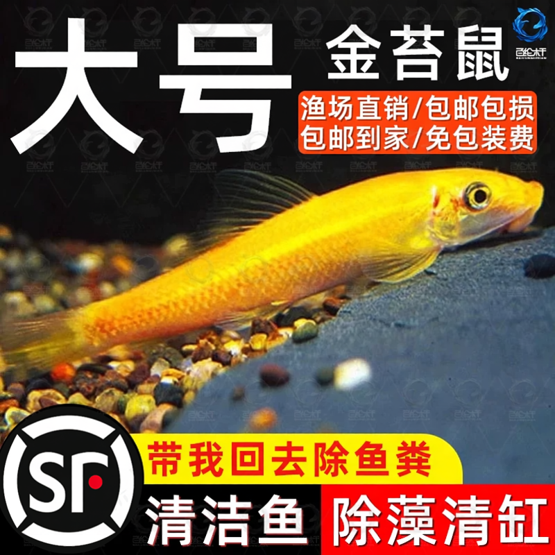 大尺寸清苔鼠金苔鼠鱼热带观赏鱼清道夫鼠鱼鱼缸除藻清洁工具活鱼