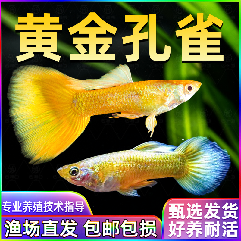 黄金孔雀鱼热带鱼鱼苗观赏鱼活体小型淡水好养耐活红绿灯斑马小鱼