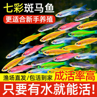 热带观赏鱼七彩斑马鱼红绿灯科鱼小型冷水淡水群游好养活的练手鱼