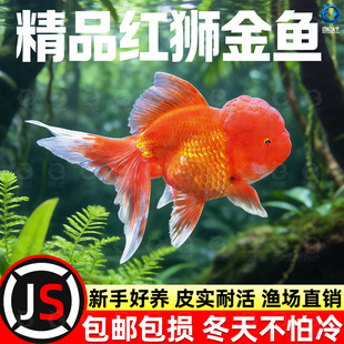 红狮金鱼国师鱼冷水鱼小金鱼活鱼淡水锦鲤观赏鱼好养耐活鱼不加温