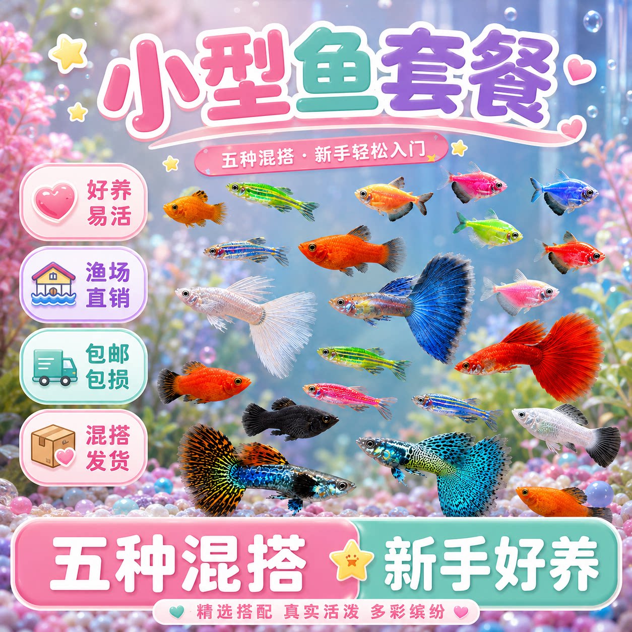 热带孔雀鱼小型观赏鱼淡水米奇天使斑马胎生玛丽凤尾鱼好养耐活鱼