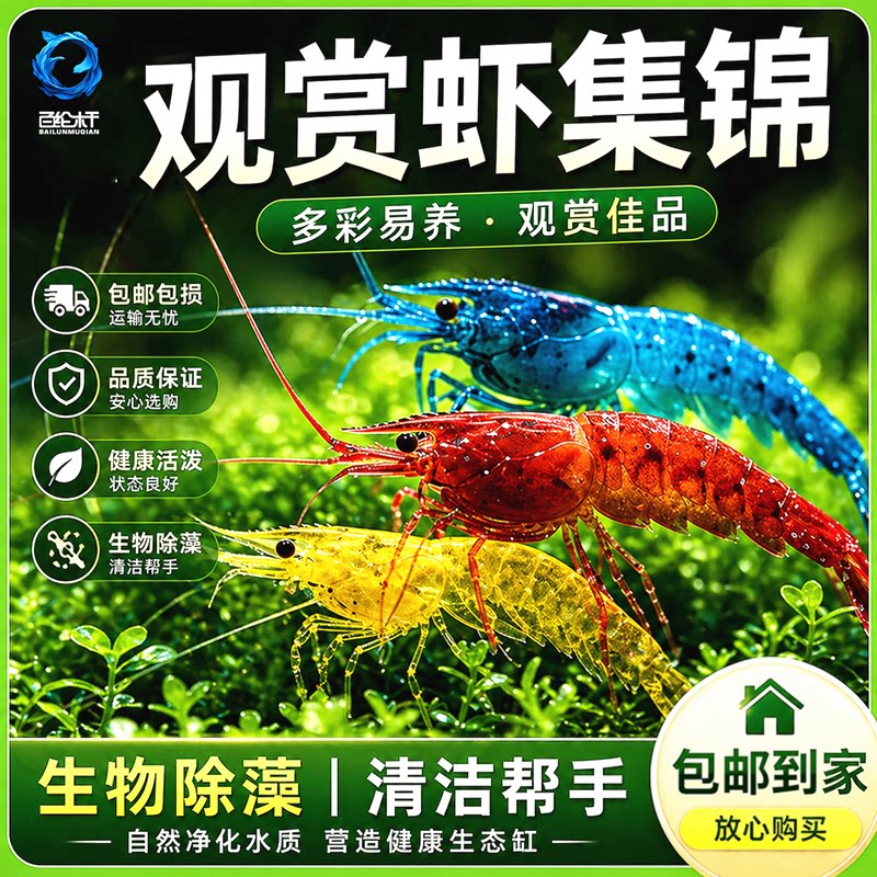 观赏虾活体宠物工具虾淡水除藻虾樱花虾极火虾黄金米虾水晶虾套餐