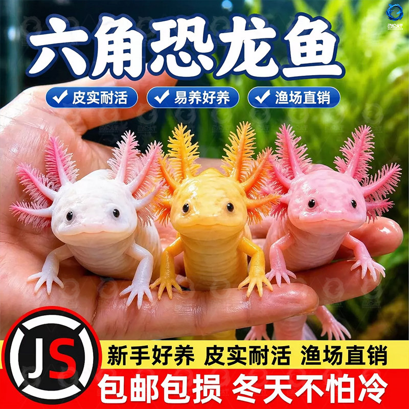 六角恐龙鱼冷水鱼蝾螈水族宠物活体六角龙淡水好养易活观赏网红鱼