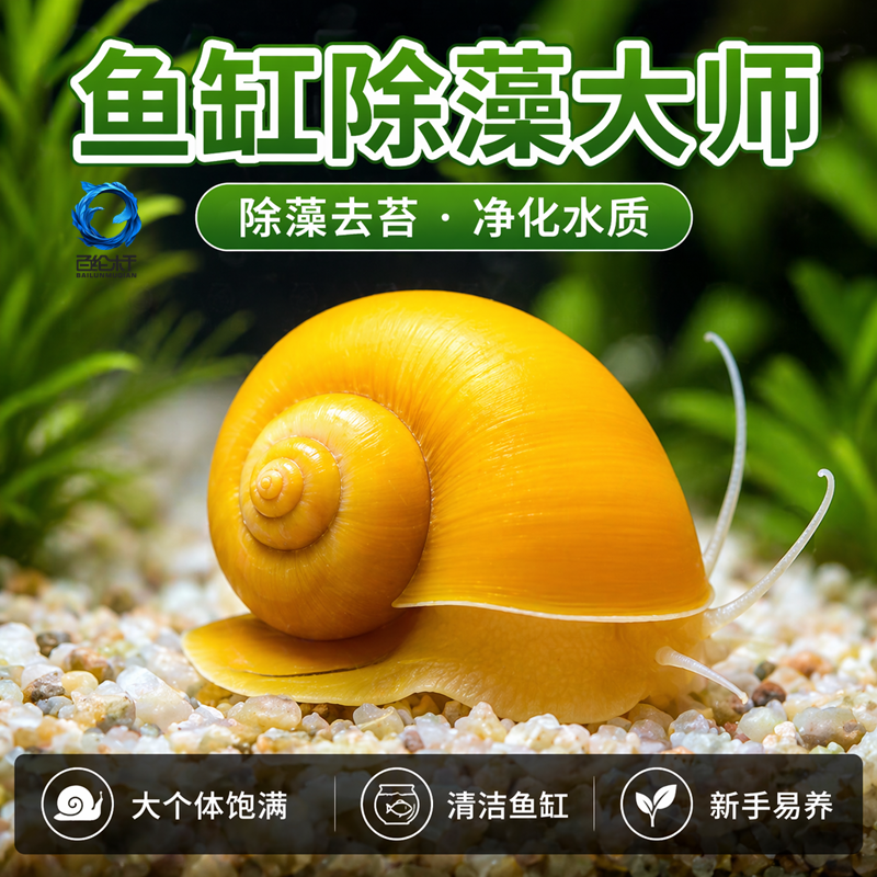 黄金螺专吃鱼屎粪便的观赏河蚌苹果黑金刚食藻青苔清洁缸除藻冷淡
