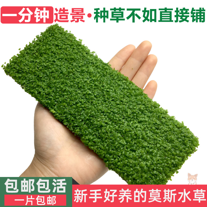 迷你小圆叶草坪网片鱼缸造景前景草活体植物小型热带鱼水族箱装饰