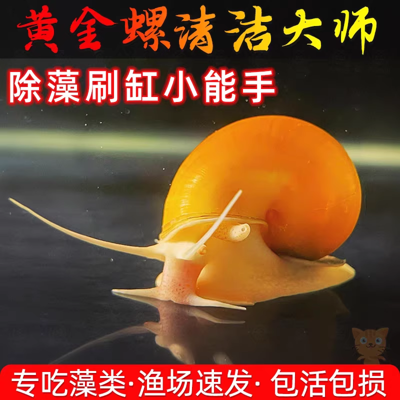 黄金观赏螺苹果黑金刚白玉斑马除藻清洁菜单吃藻马来淡水鱼缸螺蛳