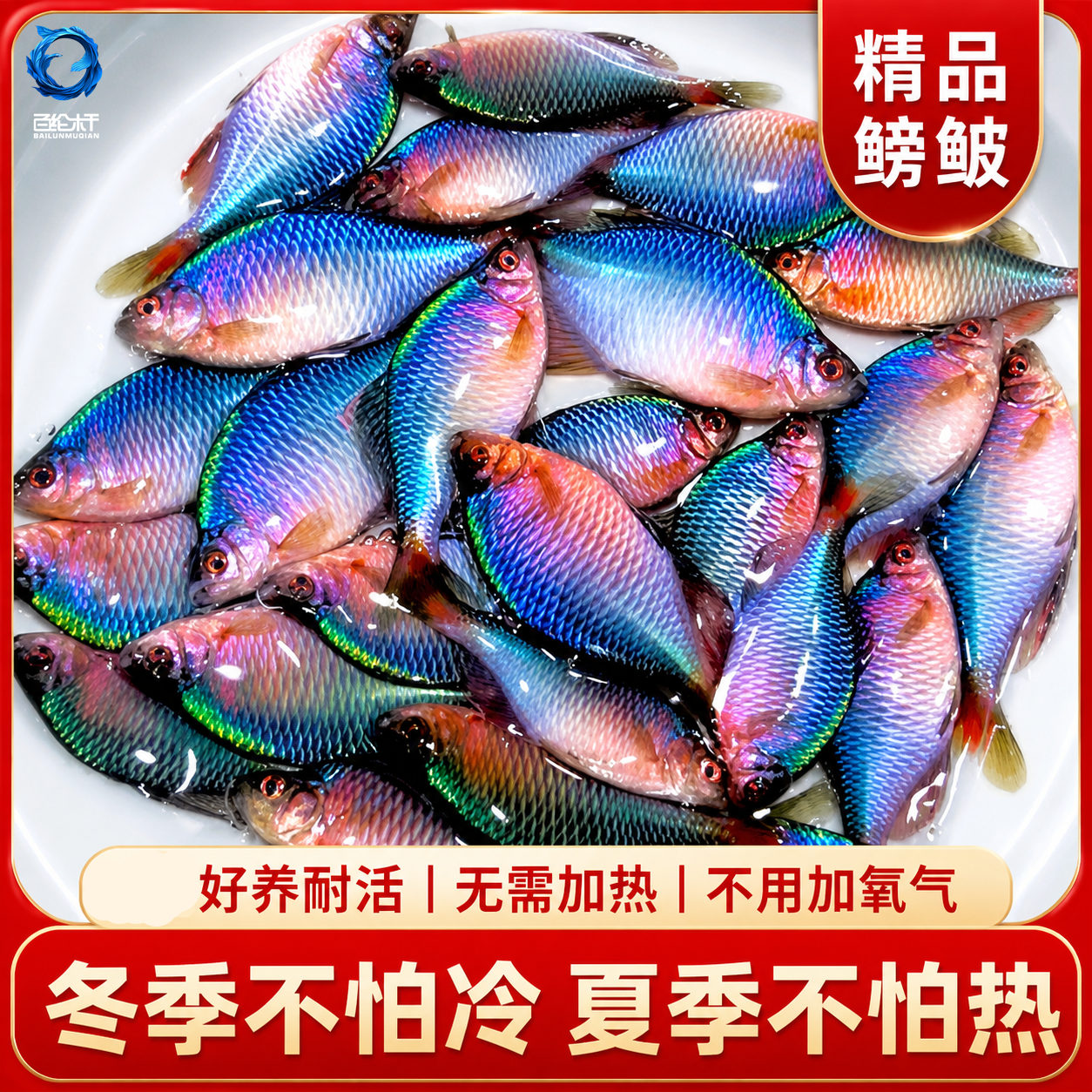 鳑鲏鱼好养淡水观赏鱼七彩旁皮鱼冷水鱼小型鱼鱼苗原生鱼溪流鱼