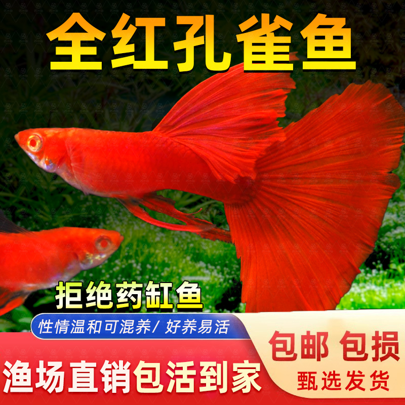 精品血红大背孔雀鱼活鱼热带鱼苗观赏鱼小型凤尾鱼大尾巴好养耐活