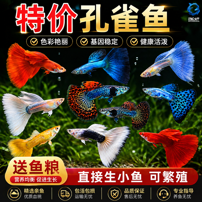 观赏鱼活体孔雀鱼淡水冷水好养耐活耐养斑马鱼苗凤尾热带小鱼鱼缸