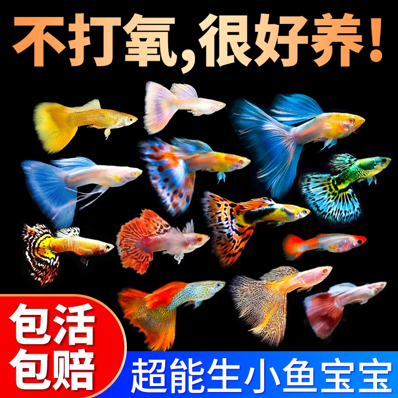 孔雀鱼活鱼观赏鱼爆缸小鱼苗淡水耐活好养自来水鱼缸造景热带鱼