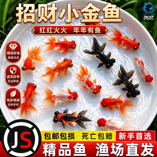 金鱼活鱼冷水鱼苗观赏鱼狮子头金鱼丹顶自来水好养耐活鱼草金小鱼