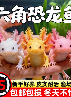 六角恐龙鱼冷水鱼蝾螈水族宠物活体六角龙淡水好养易活观赏网红鱼