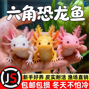 六角恐龙鱼冷水鱼蝾螈水族宠物活体六角龙淡水好养易活观赏网红鱼