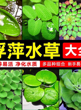 浮萍水草植物鱼缸造景冒泡水培一叶莲水芙蓉水葫芦睡莲净水真水草
