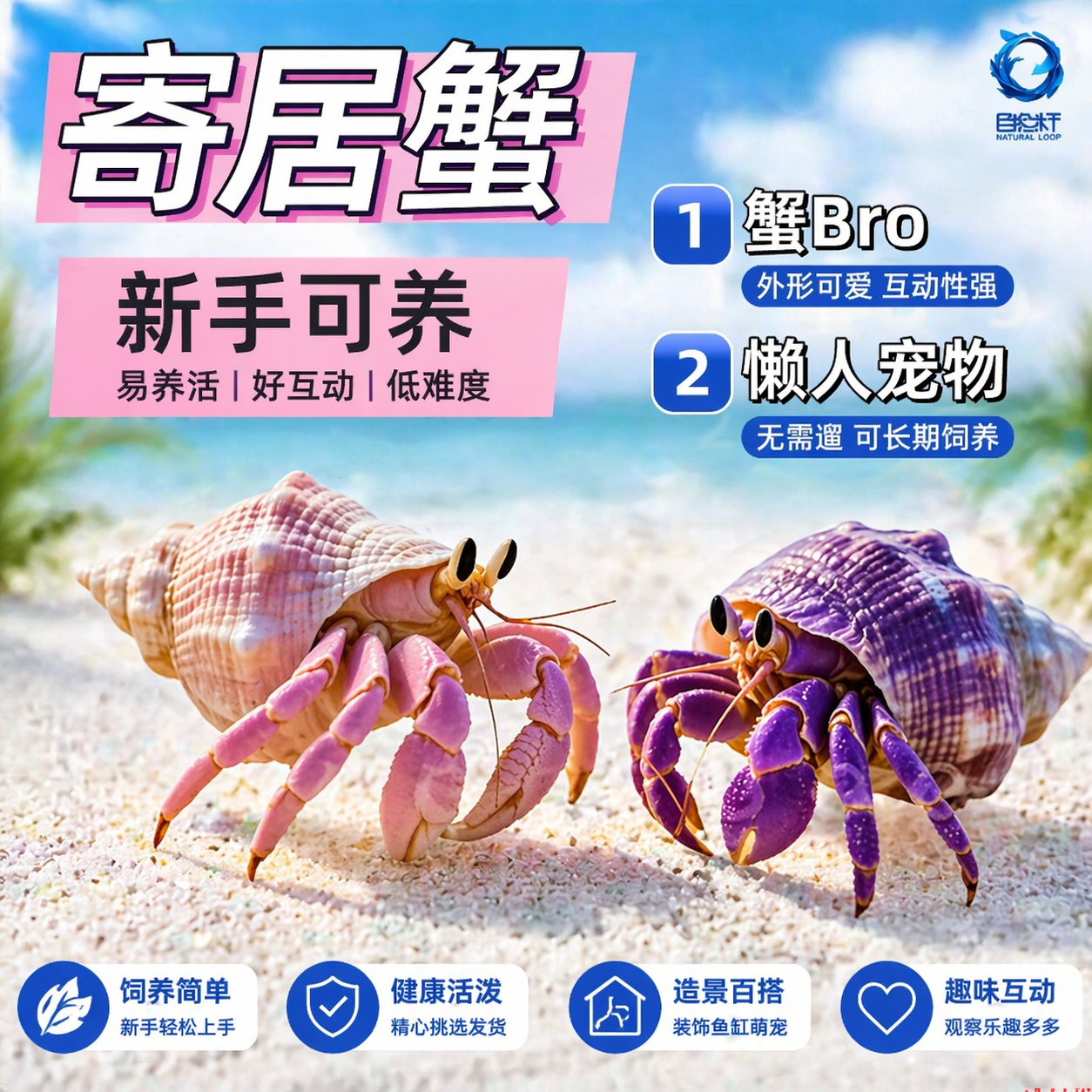 陆生寄居蟹宠物活物淡水草莓短腕紫陆灰白深紫观赏蟹活体懒人宠物