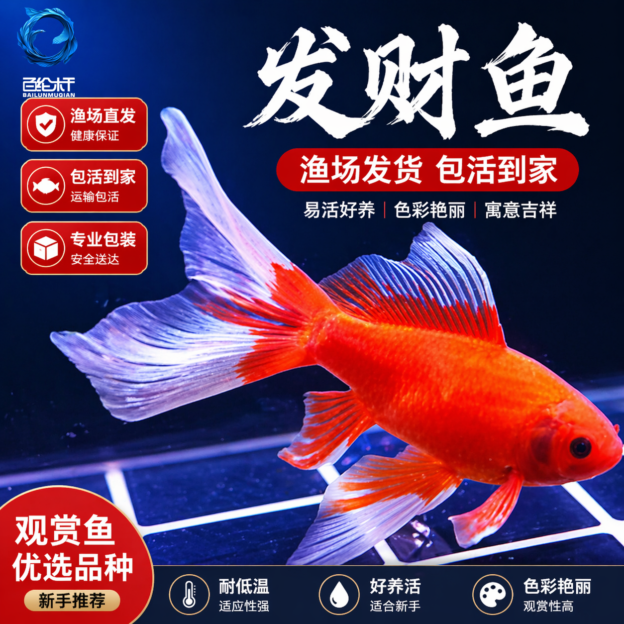 冷水鱼红鱼淡水好养易活冷水鱼苗观赏鱼活鱼金鱼耐活锦鲤