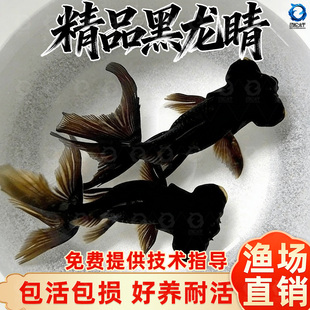 黑龙睛金鱼观赏鱼冷水淡水红草鱼锦鲤鱼好养耐活鸿运当头国粹金鱼