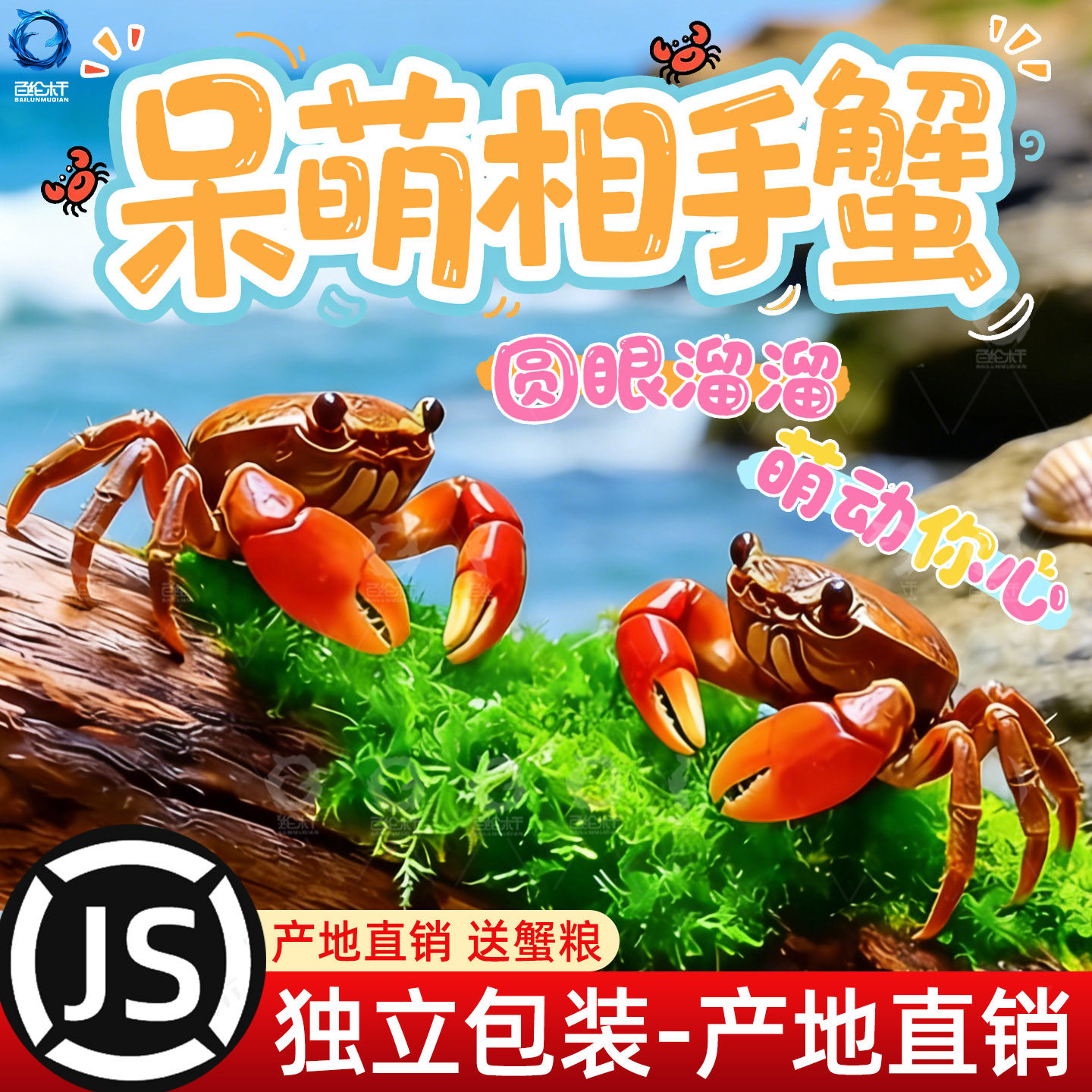 相手蟹淡水螃蟹活体观赏蟹桌面爬宠水果蟹相守蟹宠物蟹水族清洁工,宠物/宠物食品及用品,蟹,淘宝优惠券,粉丝福利购,淘宝优惠卷