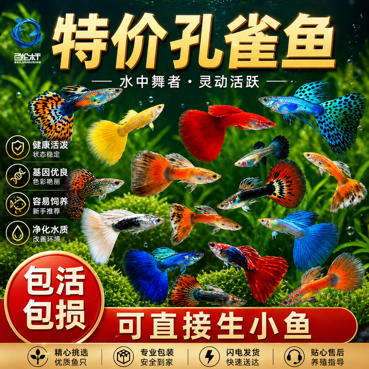 孔雀鱼鱼苗观赏鱼活体热带小型淡水好养耐活红绿灯斑马凤尾小鱼