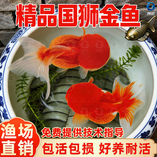 红狮金鱼国师鱼冷水鱼小金鱼活鱼淡水锦鲤观赏鱼好养耐活鱼不加温