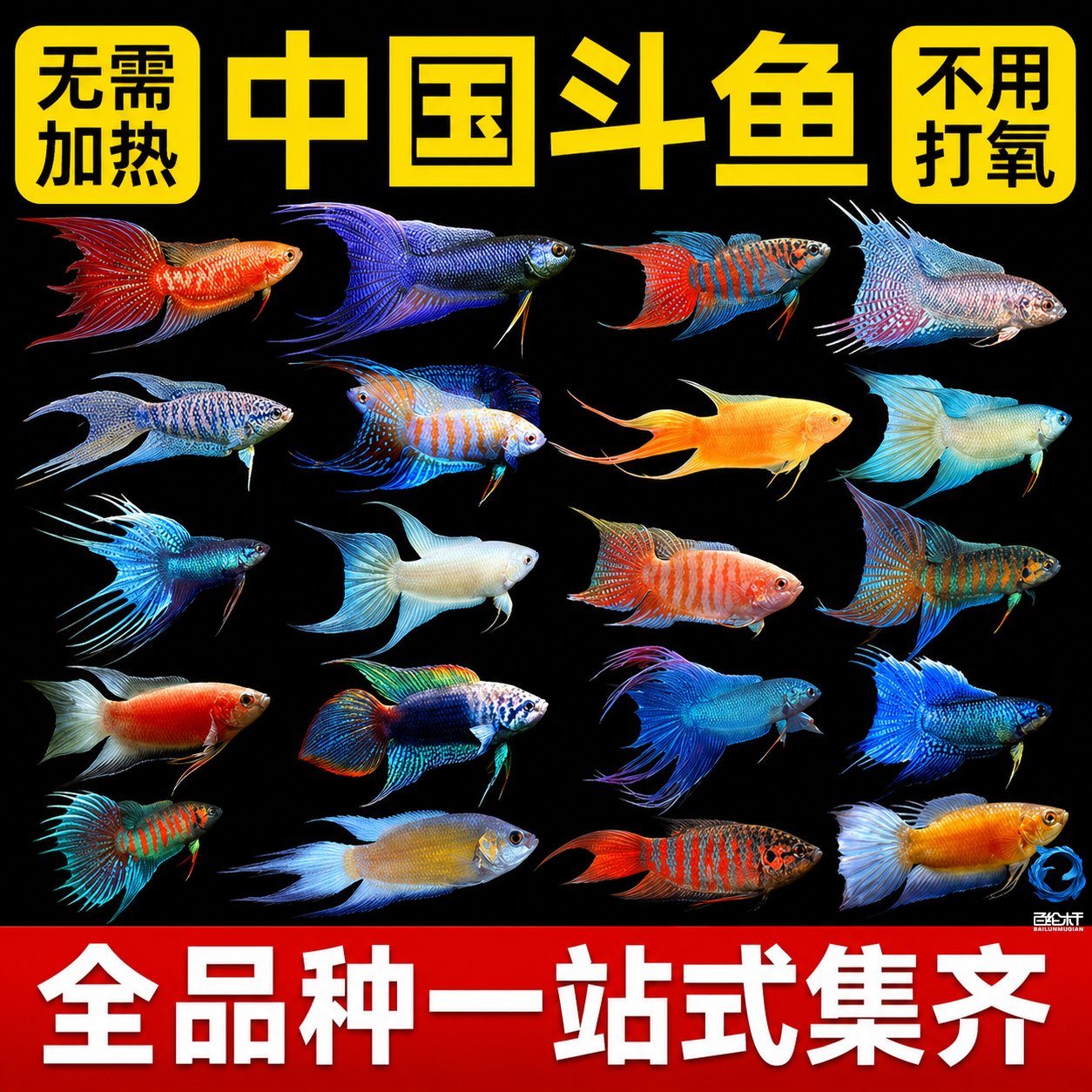 中国斗鱼活体活鱼冷水淡水观赏鱼鱼苗耐养不打氧小型鱼好养活鱼