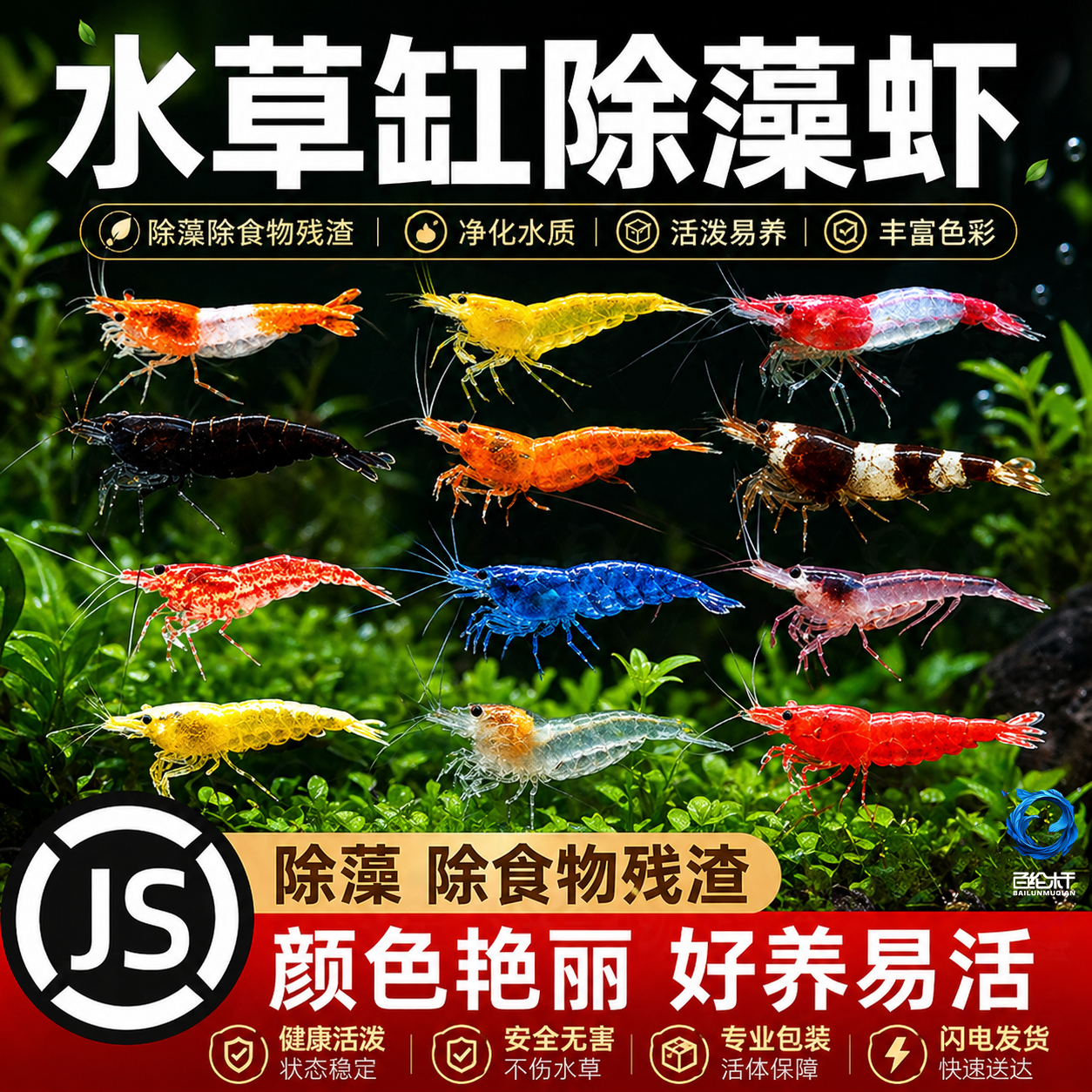观赏活体水晶宠物樱花极火淡水大和黑壳草缸鲜活除藻工具米虾苗螺