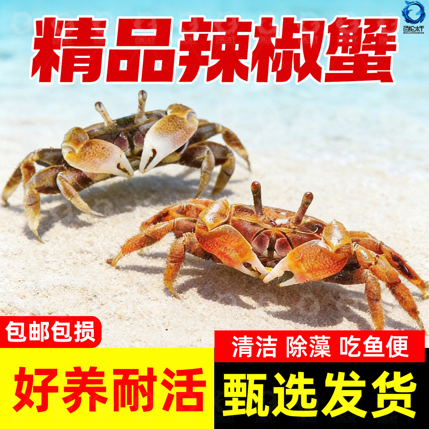 观赏蟹辣椒蟹桌面宠物鱼缸迷你蟹耐活淡水螃蟹深水蟹草缸除藻活体