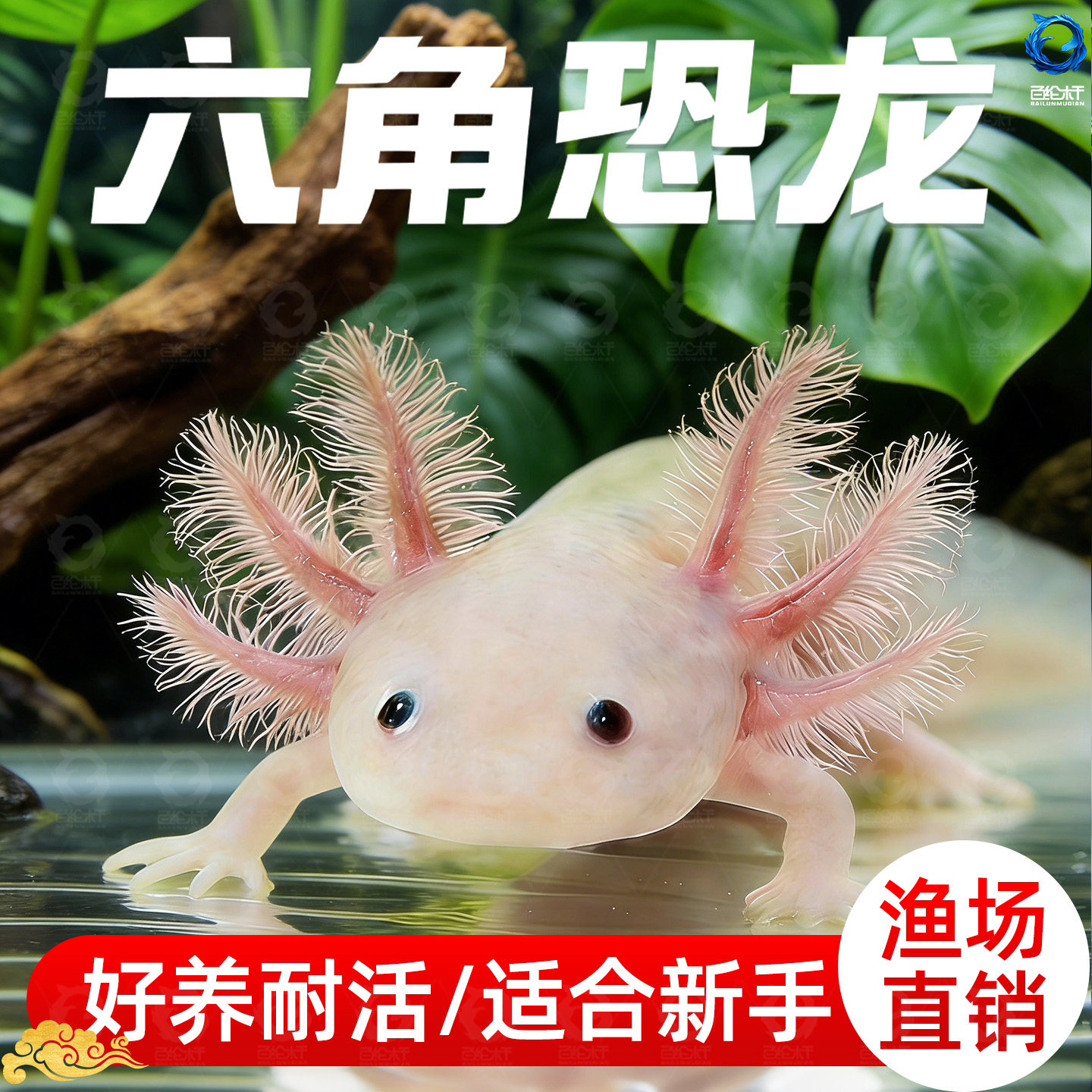 六角恐龙鱼观赏鱼冷水鱼蝾螈宠物鱼活体六角龙淡水好养易活美西螈,宠物/宠物食品及用品,其它水族宠物,淘宝优惠券,粉丝福利购,淘宝优惠卷