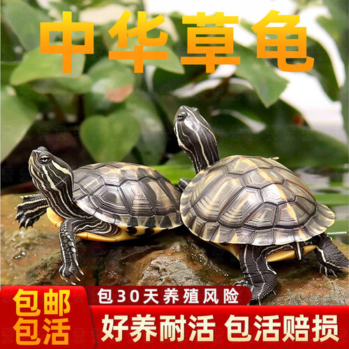 中华草龟小乌龟活物外塘长寿龟金线宠物观赏龟水金线龟墨龟草龟苗