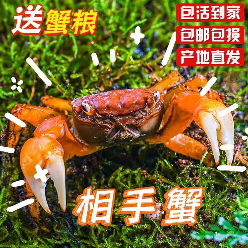 相手蟹淡水螃蟹活体观赏蟹桌面爬宠水果蟹相守蟹宠物蟹水族清洁工