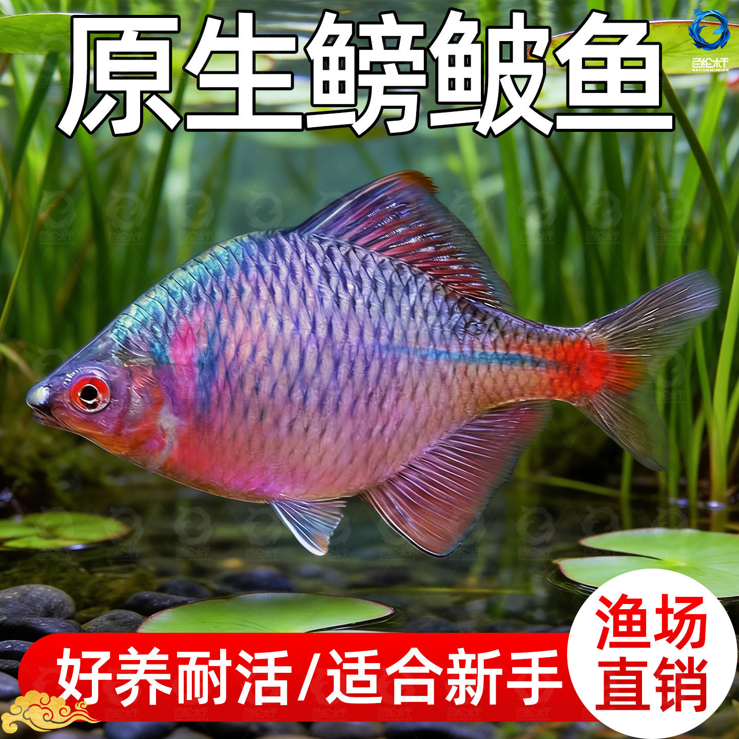 顺丰七彩高体鳑鲏原生活鱼好养耐活淡水冷水观赏鱼溪流缸造景旁皮,宠物/宠物食品及用品,其它水族宠物,淘宝优惠券,粉丝福利购,淘宝优惠卷