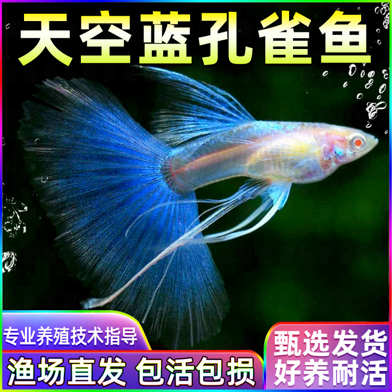 天空蓝孔雀鱼孕母小型热带鱼凤尾鱼精品纯种淡水好养耐活观赏鱼
