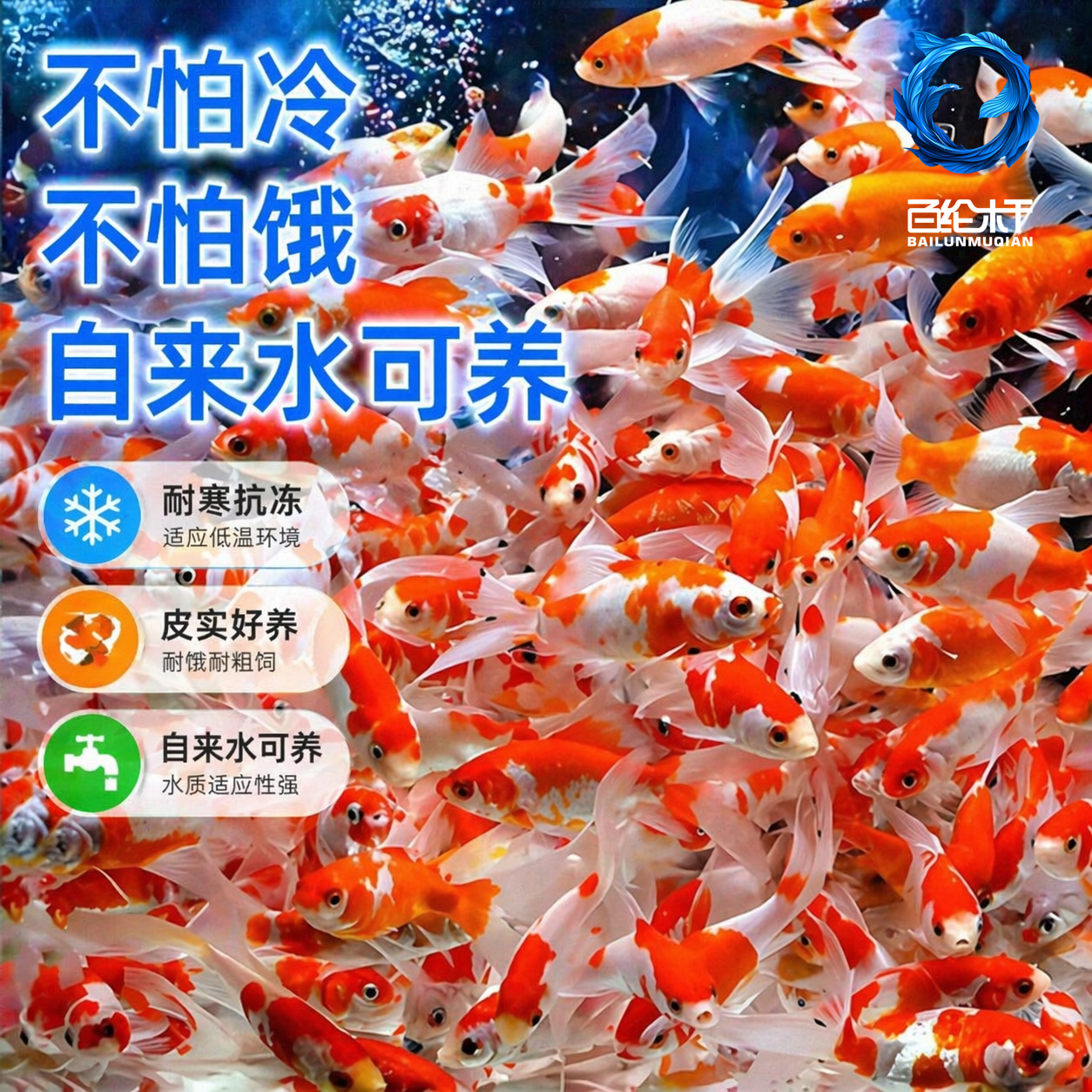 红白小草金小型淡水好养金鱼锦鲫锦鲤活鱼冷水鱼苗好养耐活观赏鱼