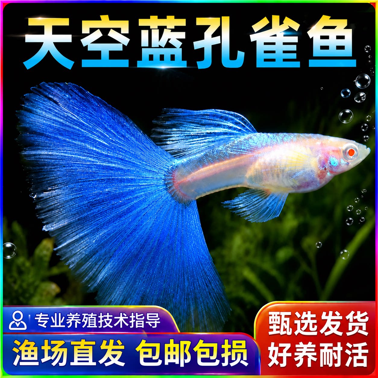 天空蓝孔雀鱼孕母小型热带鱼凤尾鱼精品纯种淡水好养耐活观赏鱼图片