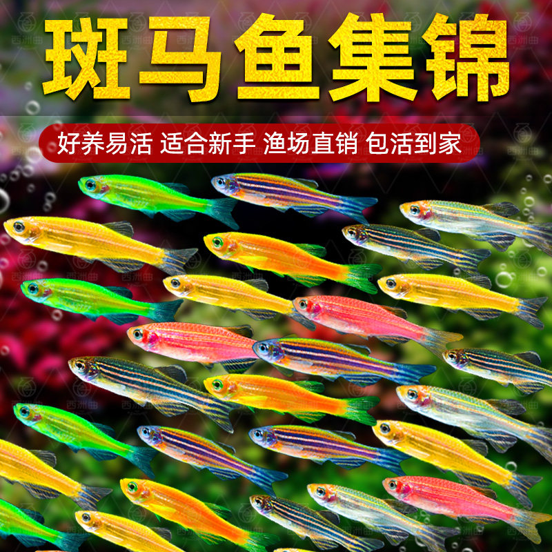 热带观赏鱼好养红绿灯斑马鱼淡水金鱼苗神仙孔雀小型宝莲灯科小鱼