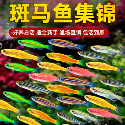 热带观赏鱼好养红绿灯斑马鱼淡水金鱼苗神仙孔雀小型宝莲灯科小鱼