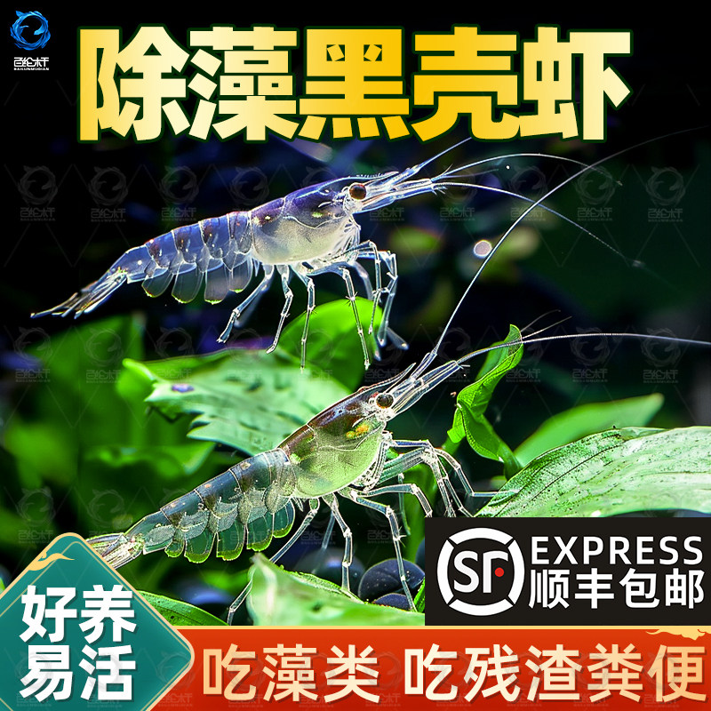 顺丰黑壳虾鱼缸水草清洁除藻虾工具超大观赏米虾宠物活体饲料造景,宠物/宠物食品及用品,其它水族宠物,淘宝优惠券,粉丝福利购,淘宝优惠卷