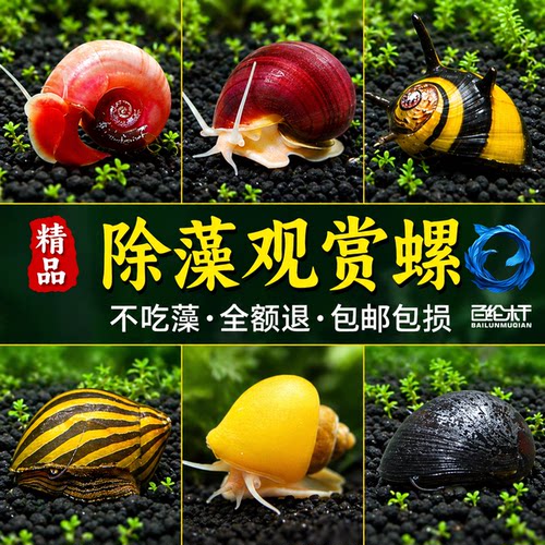 观赏螺黄金苹果黑金刚螺斑马除藻吃屎清洁吃藻马来螺淡水鱼缸造景