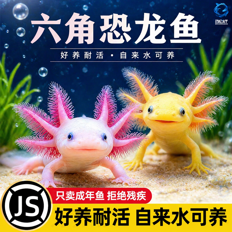 网红六角蝾螈恐龙鱼淡水冷水鱼观赏鱼宠物鱼苗锦鲤鱼水族宠物鱼
