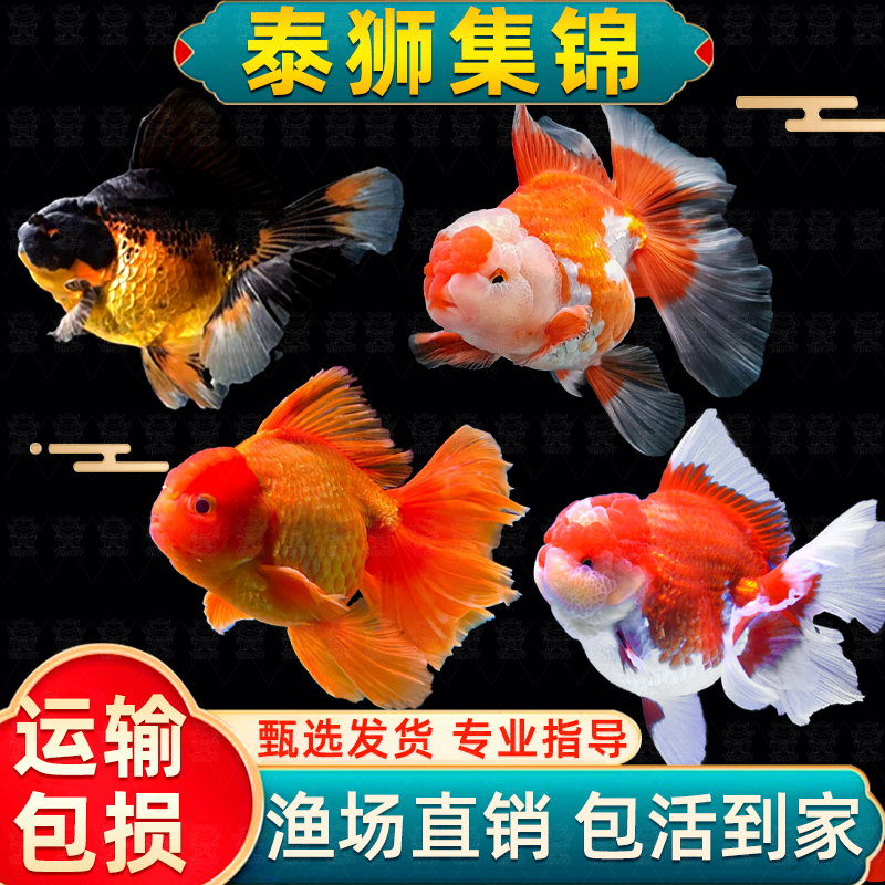 泰狮金鱼活鱼小型淡水好养冷水鱼宠物鱼自来水好养耐活鱼苗观赏鱼