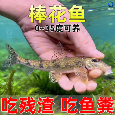 顺丰棒花鱼原生冷水鱼缸清洁鱼吃粪便龟缸清洁鱼除藻鱼似鮈鱼翻沙